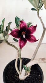 Planta Simples 2611 – 30cm – 02 anos