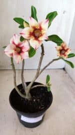 Planta Simples 2612 – 30cm – 02 anos - Imagem 2