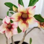 Planta Simples 2612 – 30cm – 02 anos