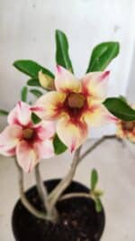 Planta Simples 2612 – 30cm – 02 anos