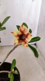 Planta Simples 2612 – 30cm – 02 anos - Imagem 3