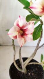 Planta Simples 2612 – 30cm – 02 anos - Imagem 5