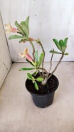 Planta Simples 2612 – 30cm – 02 anos - Imagem 7