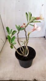 Planta Simples 2612 – 30cm – 02 anos - Imagem 6