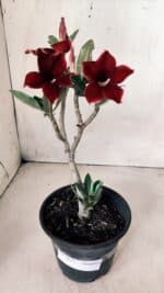 Planta Simples 2613 – 30cm – 02 anos - Imagem 2