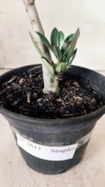 Planta Simples 2613 – 30cm – 02 anos - Imagem 6