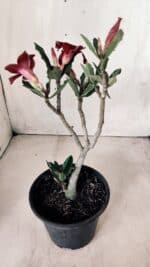 Planta Simples 2613 – 30cm – 02 anos - Imagem 5