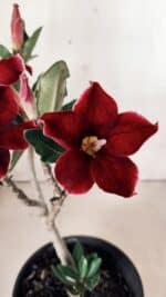 Planta Simples 2613 – 30cm – 02 anos