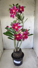 Planta Simples 2614 – 35cm – 03 anos