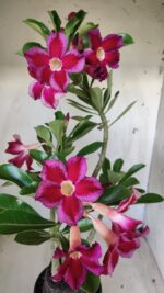 Planta Simples 2614 – 35cm – 03 anos - Imagem 10