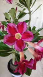 Planta Simples 2614 – 35cm – 03 anos - Imagem 3