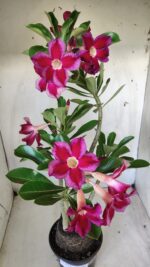 Planta Simples 2614 – 35cm – 03 anos - Imagem 5