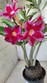 Planta Simples 2614 – 35cm – 03 anos - Imagem 4