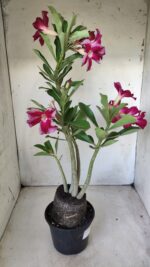 Planta Simples 2614 – 35cm – 03 anos - Imagem 8
