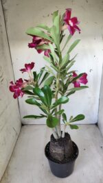 Planta Simples 2614 – 35cm – 03 anos - Imagem 7