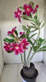 Planta Simples 2614 – 35cm – 03 anos - Imagem 6