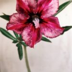 Planta Simples 2615 – 30cm – 02 anos