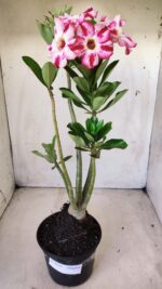 Planta Simples 2616 – 35cm – 03 anos - Imagem 2