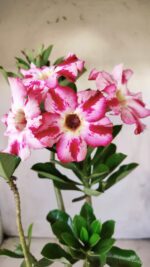 Planta Simples 2616 – 35cm – 03 anos