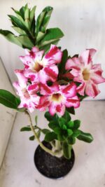 Planta Simples 2616 – 35cm – 03 anos - Imagem 4