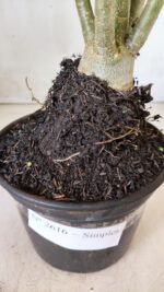 Planta Simples 2616 – 35cm – 03 anos - Imagem 7