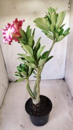 Planta Simples 2616 – 35cm – 03 anos - Imagem 6