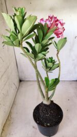 Planta Simples 2616 – 35cm – 03 anos - Imagem 5