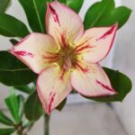 Planta Simples 2617 – 30cm – 02 anos