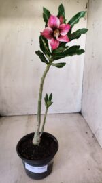 Planta Simples 2618 – 30cm – 02 anos - Imagem 2