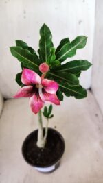 Planta Simples 2618 – 30cm – 02 anos - Imagem 4