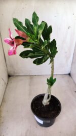 Planta Simples 2618 – 30cm – 02 anos - Imagem 5