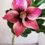 Planta Simples 2618 – 30cm – 02 anos