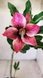 Planta Simples 2618 – 30cm – 02 anos