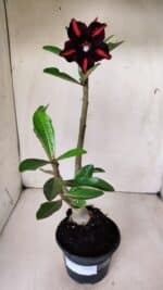 Planta Simples 2619 – 35cm – 03 anos - Imagem 2