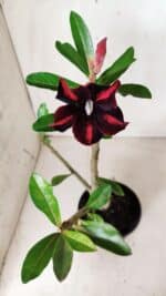 Planta Simples 2619 – 35cm – 03 anos - Imagem 5