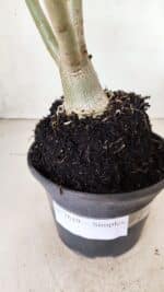 Planta Simples 2619 – 35cm – 03 anos - Imagem 6