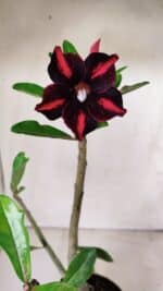 Planta Simples 2619 – 35cm – 03 anos