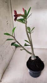 Planta Simples 2619 – 35cm – 03 anos - Imagem 7