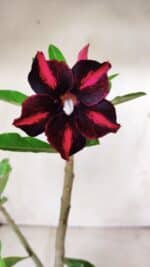 Planta Simples 2619 – 35cm – 03 anos - Imagem 4