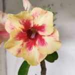 Planta Simples 2620 – 35cm – 03 anos