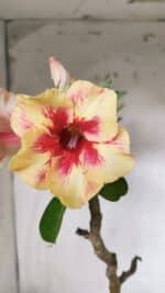 Planta Simples 2620 – 35cm – 03 anos