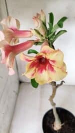 Planta Simples 2620 – 35cm – 03 anos - Imagem 4