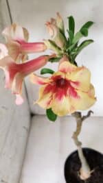 Planta Simples 2620 – 35cm – 03 anos - Imagem 8