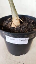 Planta Simples 2620 – 35cm – 03 anos - Imagem 7