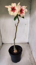 Planta Simples 2620 – 35cm – 03 anos - Imagem 2