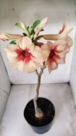 Planta Simples 2620 – 35cm – 03 anos - Imagem 5