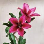 Planta Simples 2621 – 30cm – 02 anos