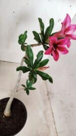 Planta Simples 2621 – 30cm – 02 anos - Imagem 4