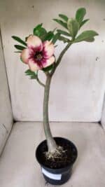 Planta Simples 2622 – 30cm – 02 anos - Imagem 2