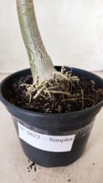 Planta Simples 2622 – 30cm – 02 anos - Imagem 6